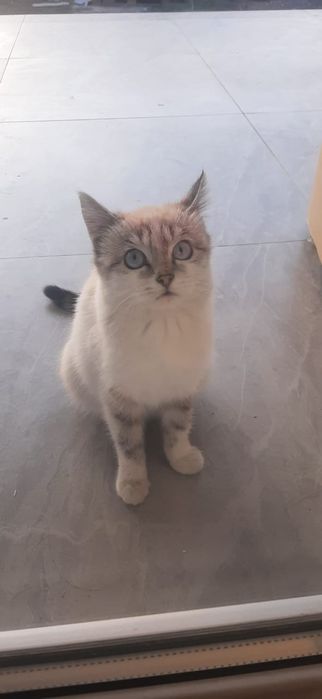 Котенок  в добрые руки