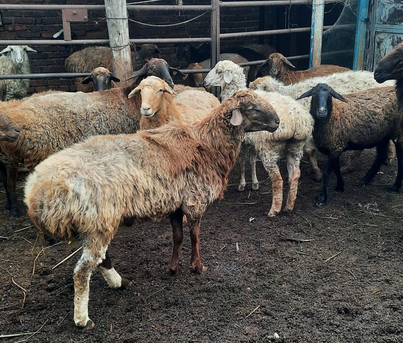 Продам молодых кошкарчики племенные  курдючные