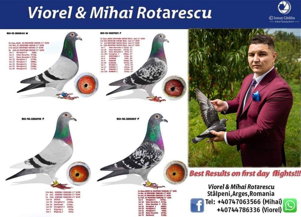 Porumbei ! Pui frați cu porumbeii participanți în expo UCPR