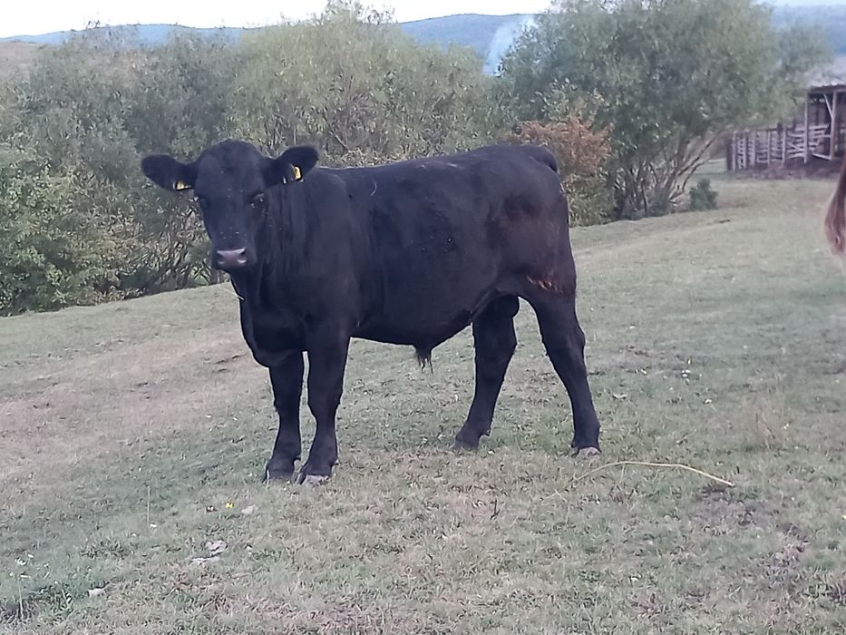 Vaci de vanzare de carne și lapte