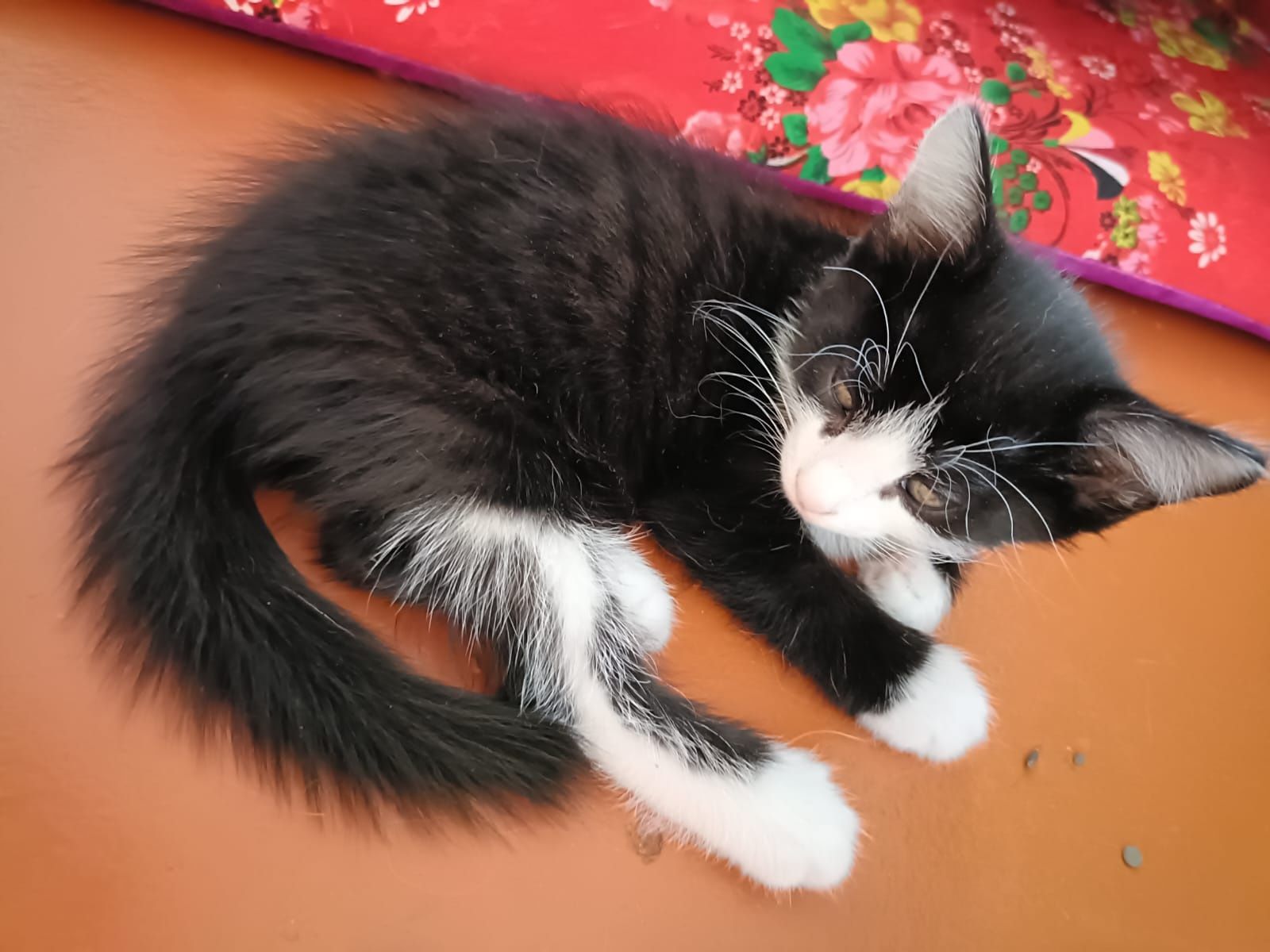 Бесплатно отдам кошку и котят