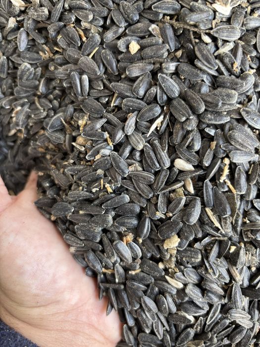 Floarea soarelui de vanzare