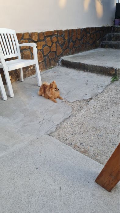 Мини Померански шпиц