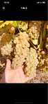 Producator viticultor vand struguri de vin productia nobila 2025