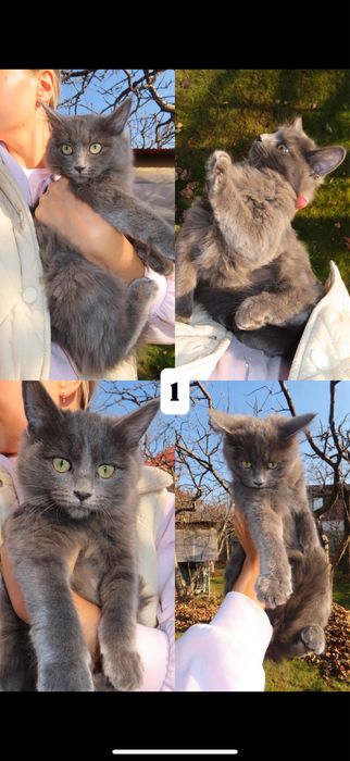 Отдам котят в добрые руки, котята, кошки