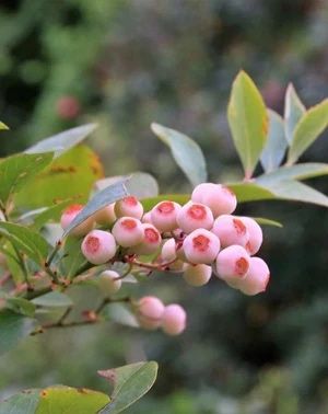 Afin pink lemonade