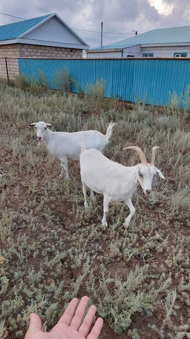 Продаю 2Козы - Порода Гуангзонгская белая