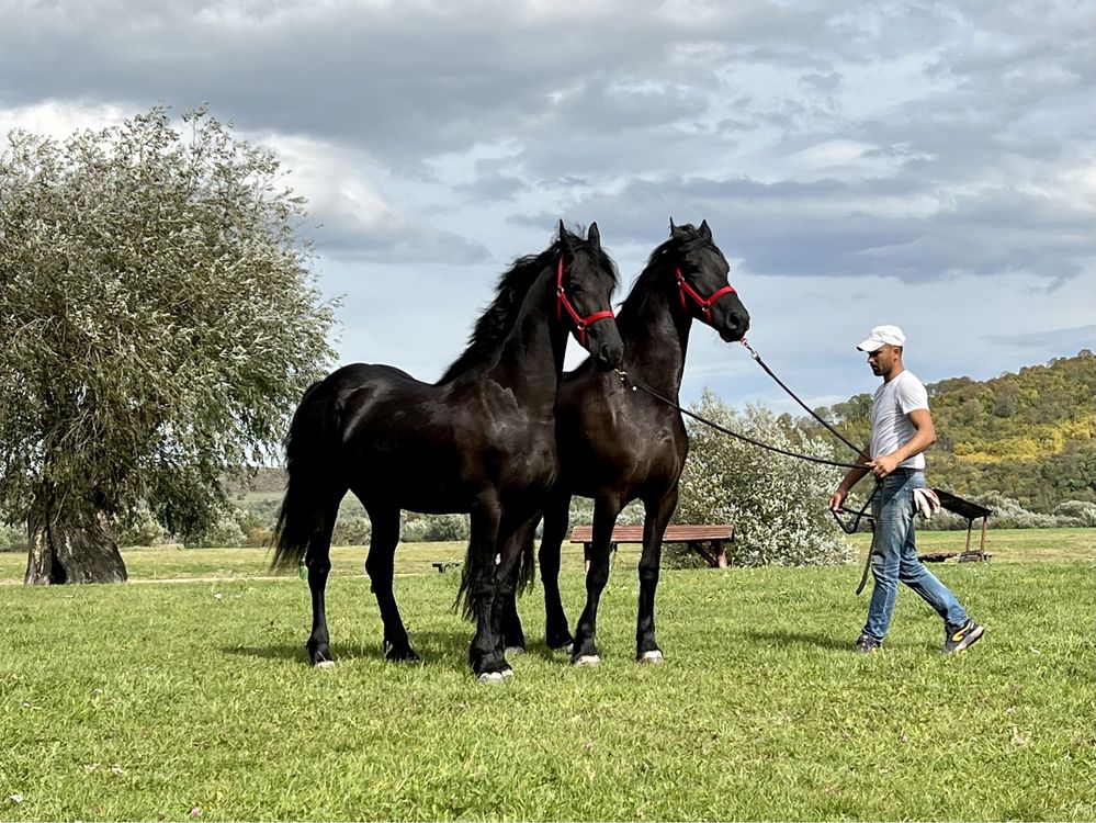 Iapă Friesian iepe Frizian Friz echitatie