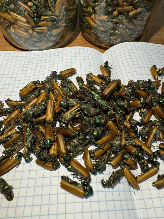 Алтын коныз майский жук золотой жук