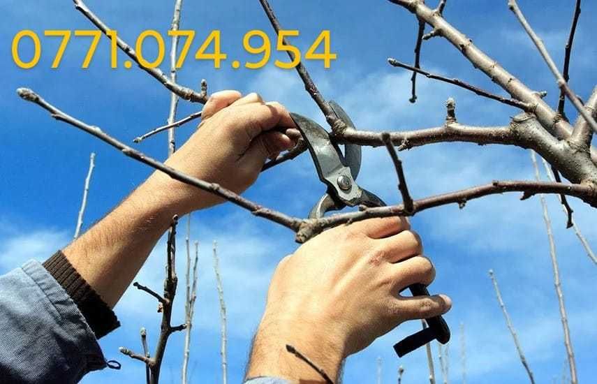 Taieri, toaletari pomi fructiferi