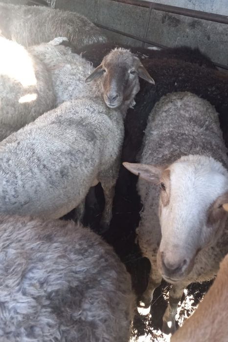 Продам баран и коз