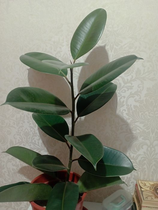 Гүлдер сатылады продам цветы