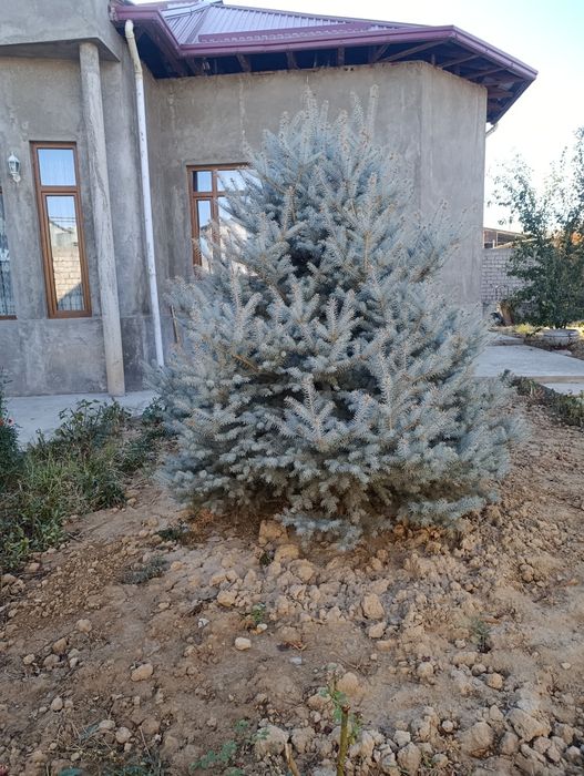 Продаются голубая ель