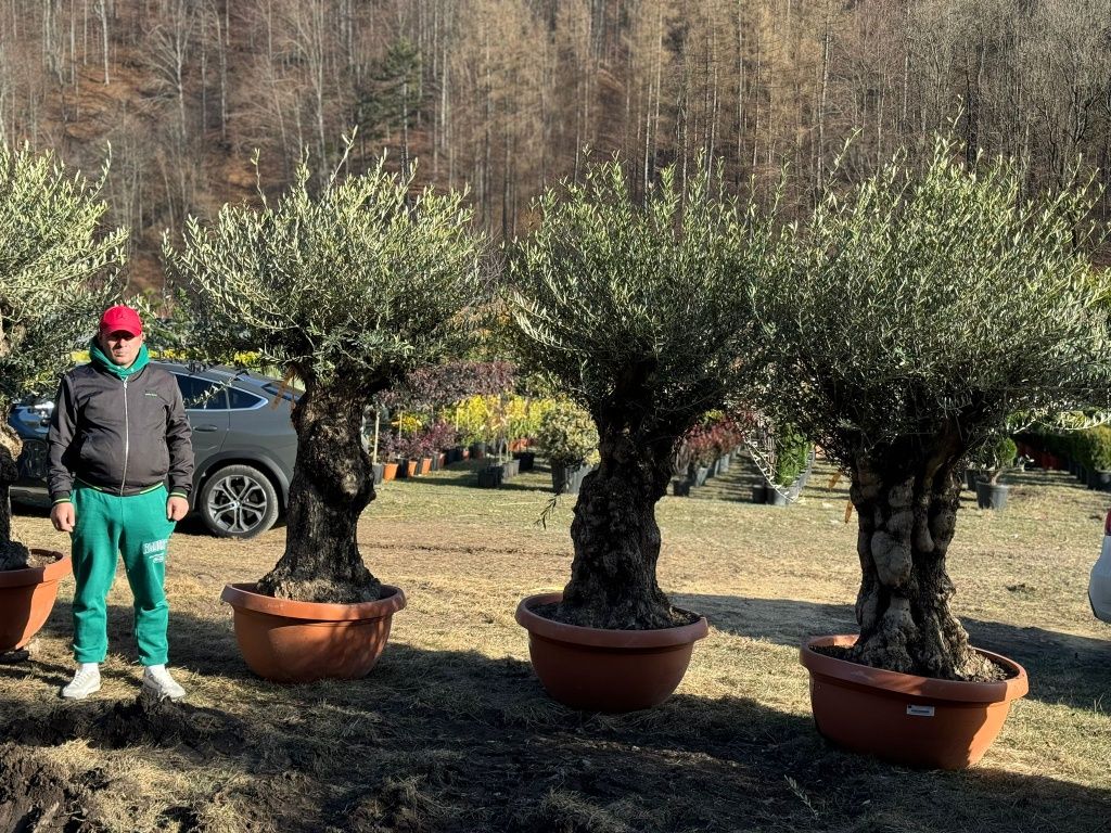 Maslini seculari ( batrani, groși ) bonsai, olea europaea