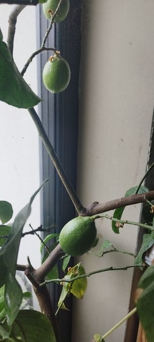 Vand lamai pe rod cu tot cu ghiveci