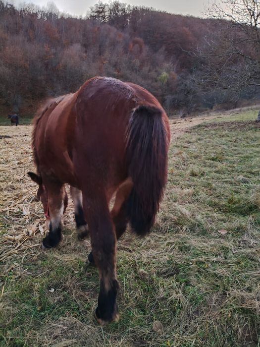 Vand mânz de 6 luni