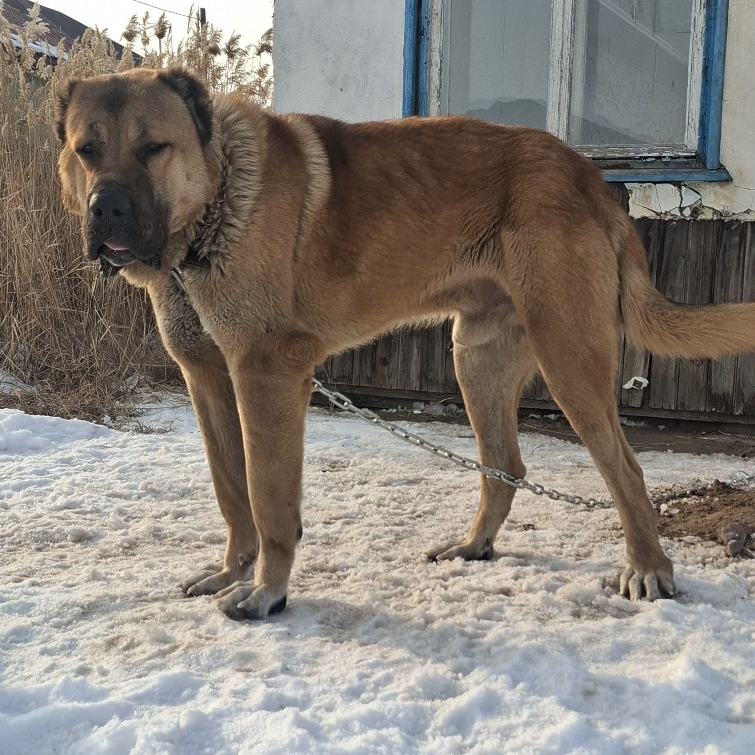 Кобель на вязку супер тяж 1метр в холке