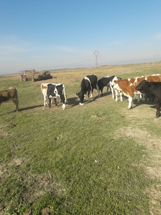 vaci si vitei junici