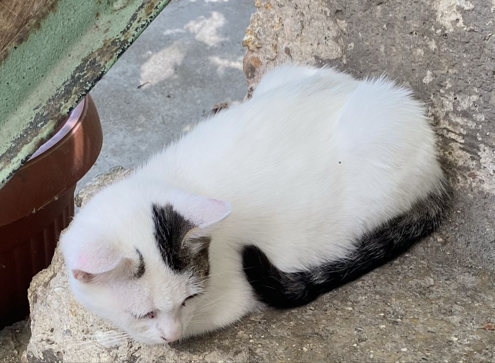 Подарявам малки котета.