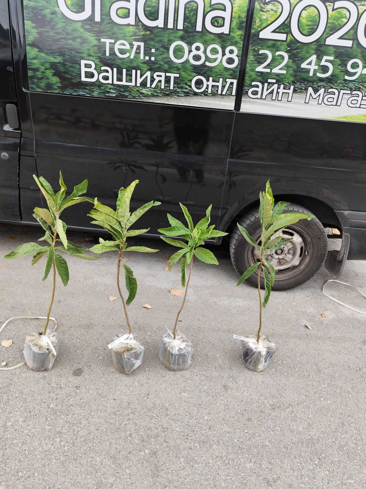 Японска мушмула (Eriobotrya japonica, Loquat)
ПРОМОЦИЯ !!!