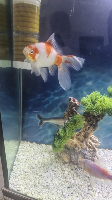 Продаются аквариумные рыбки