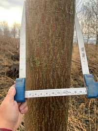 Busteni Paulownia