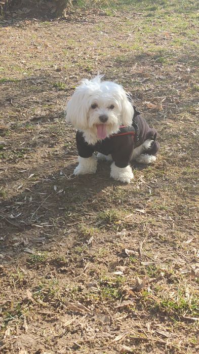 Plimb caini de orice talie!