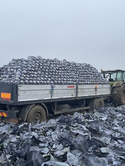 Varza de pastrare rosie Varza rosie