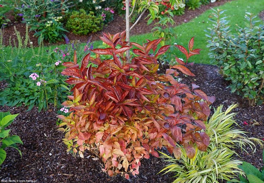 Вайгела – Налични 4 вида  Студоустойчива