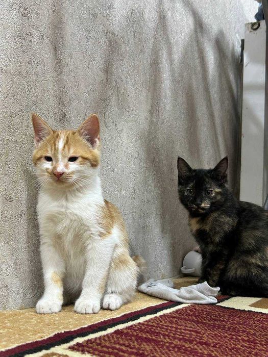 Котята отдам даром