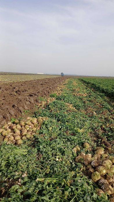 Țelină  de vânzare