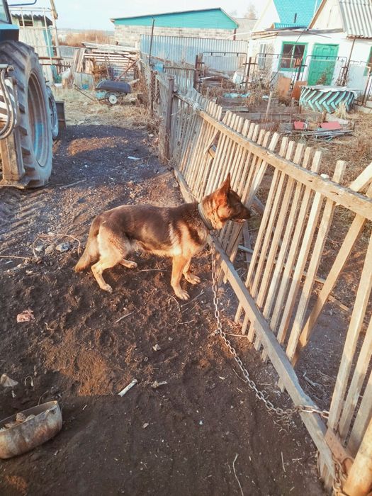 Продам немецкую овчарку