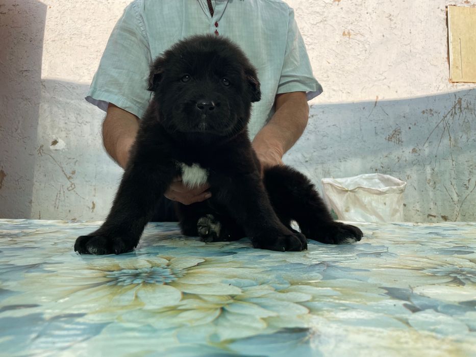 Щенок Алабая ( чистокровный )