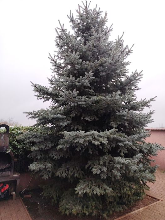 Brad de Crăciun argintiu