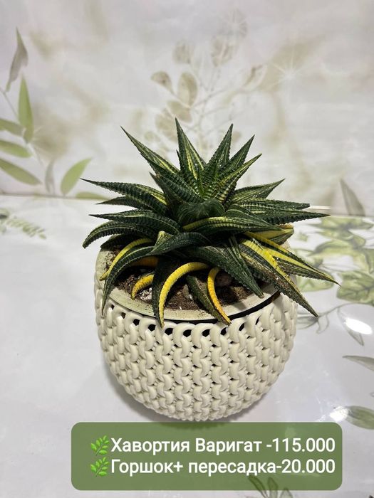 Хавортия вариегатная, Эуфорбия, Хамедорея, Падакарпус и др