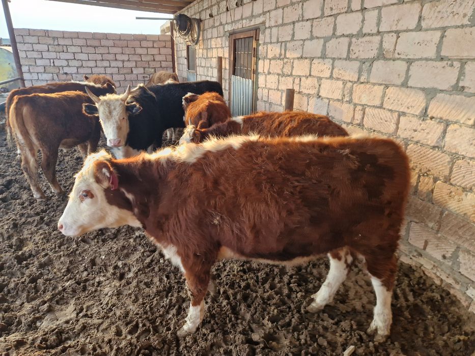 10 бас жас жарымдағы өгіздер