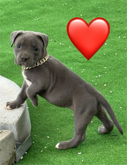 Femela amstaff blue