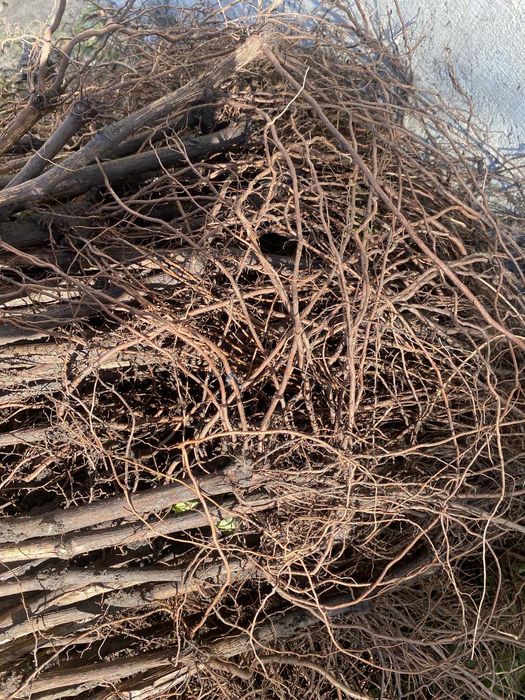 Butasi vita de vie hibrid