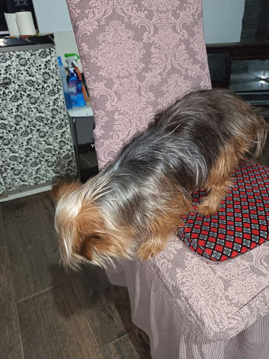 Vând câine de rasa