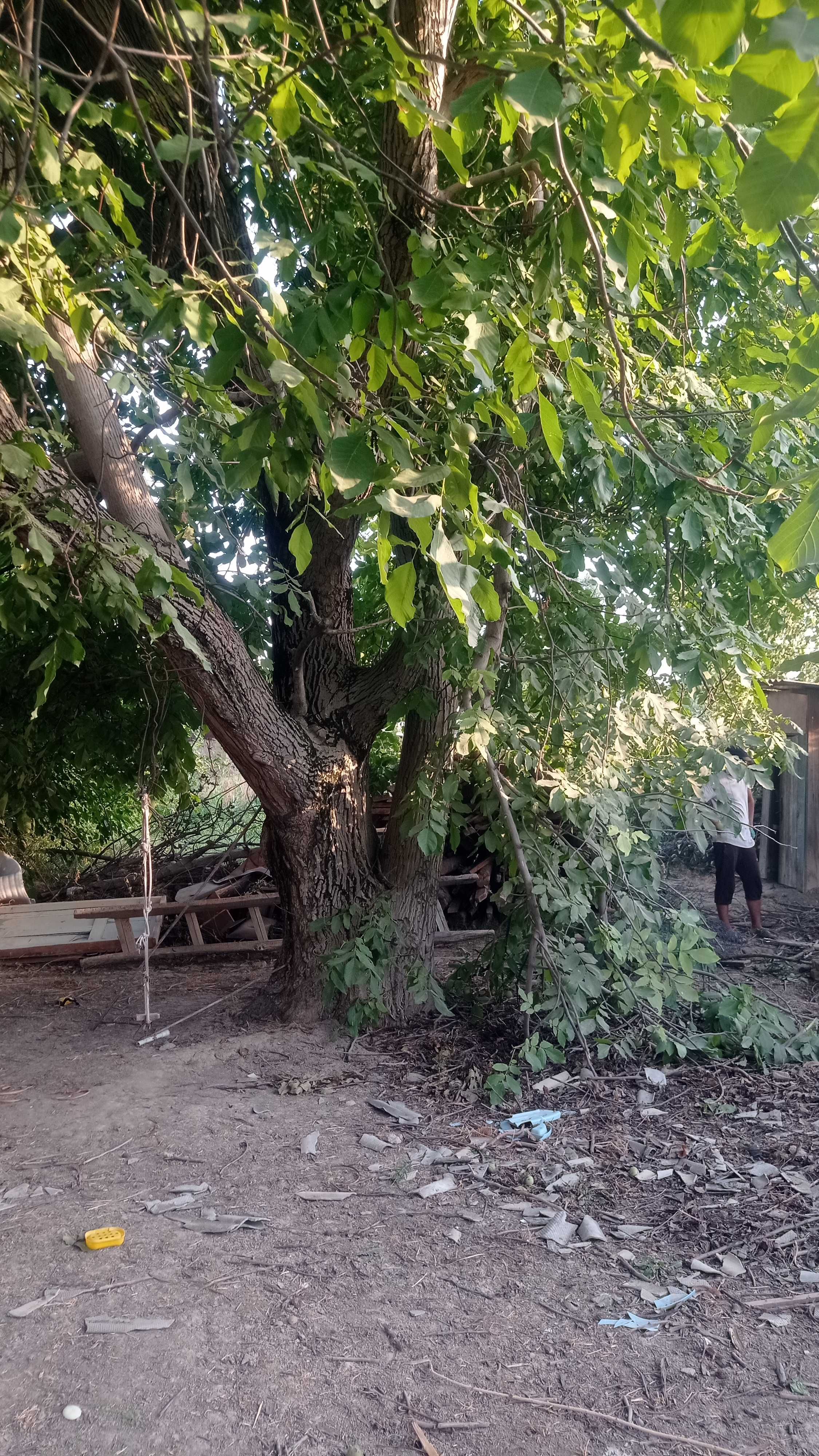 Yongoq daraxti 40 50 yilik daraxti katta narxi kelishgan holda boladi