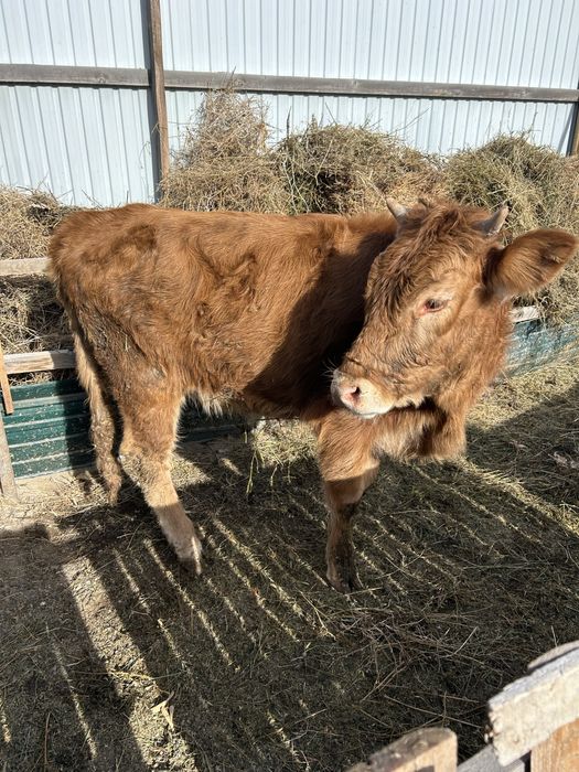 Тайынша сатамын, продам телок