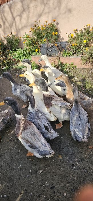 Vând rate de casă tinere