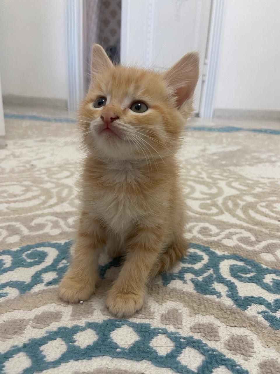 Котики 2 месяца , пушистые , домашние