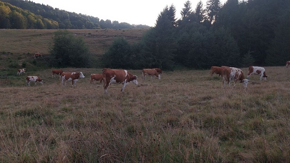 vaci de vânzare cu lapte