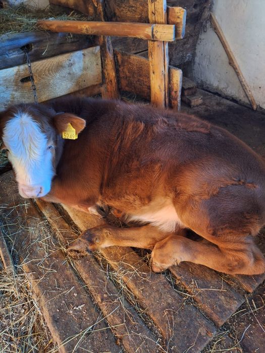 Vând vițea bălțată românească