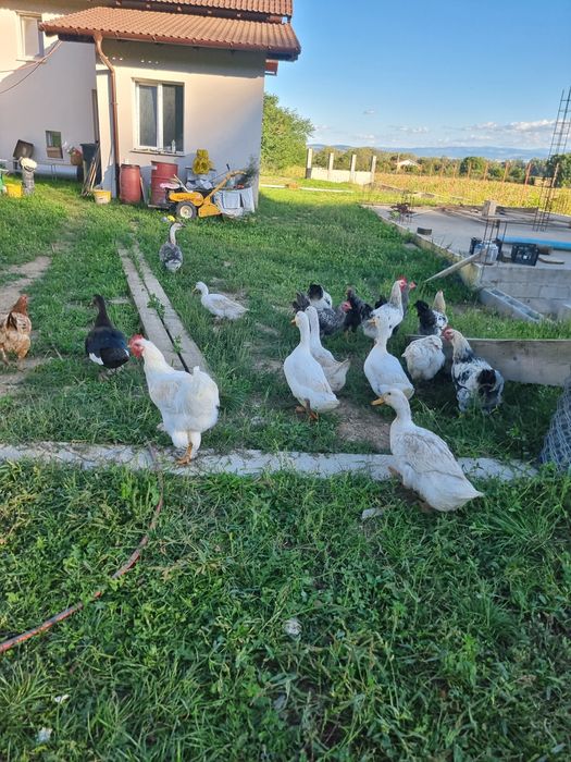 Vand pasari, rate si pui australorp