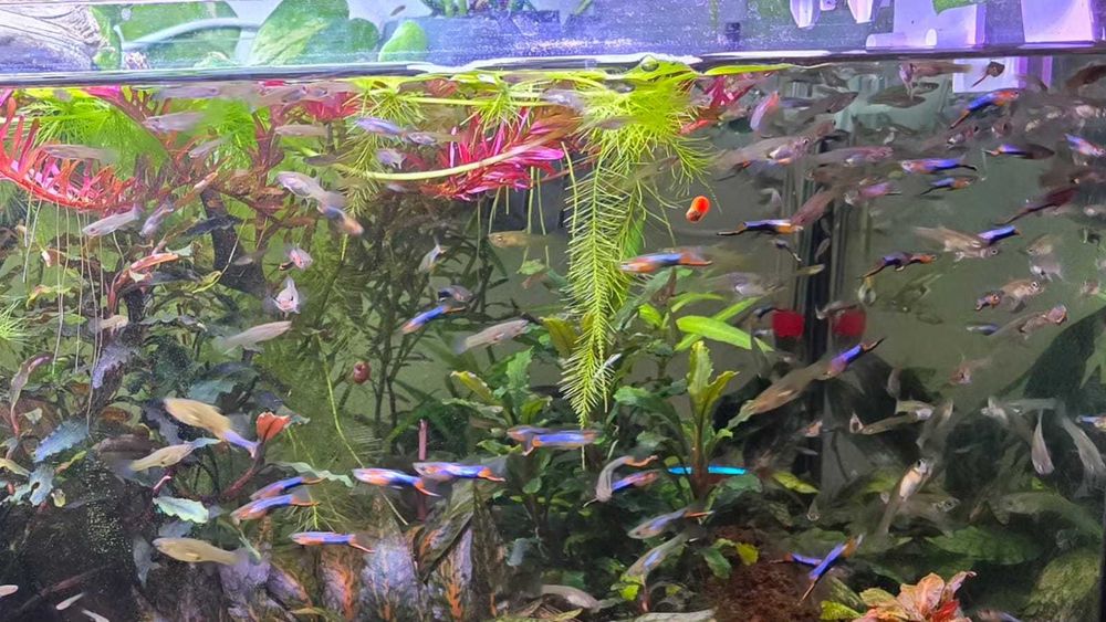 Pesti acvariu endleri - guppy