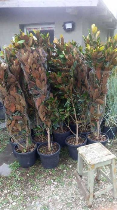 Arbuști decorativi și plante verzi pentru grădini spectaculoase