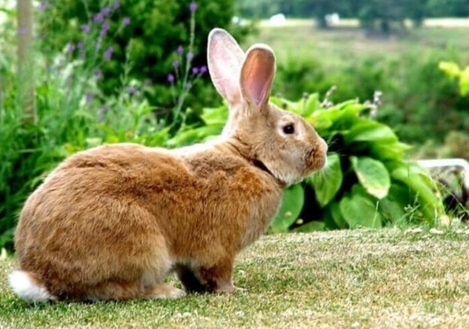 Quyon Flandr Sotiladi