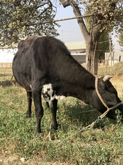 Она бола сигир 23 000,000